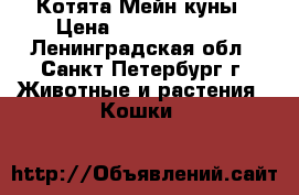 Котята Мейн куны › Цена ­ 20000-30000 - Ленинградская обл., Санкт-Петербург г. Животные и растения » Кошки   